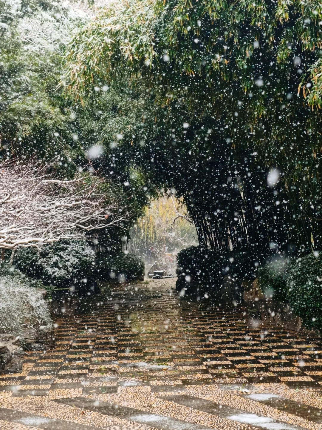 雪中趵突泉，美疯了