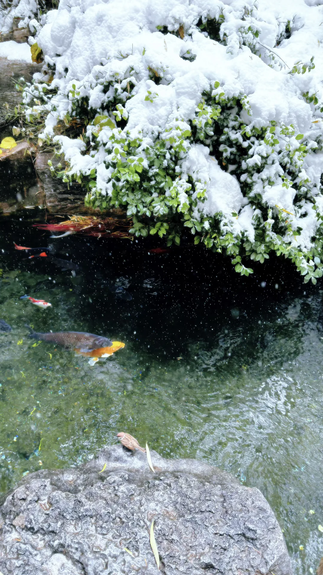 Live济南初雪！趵突泉在雪中沸腾成仙境️❄️