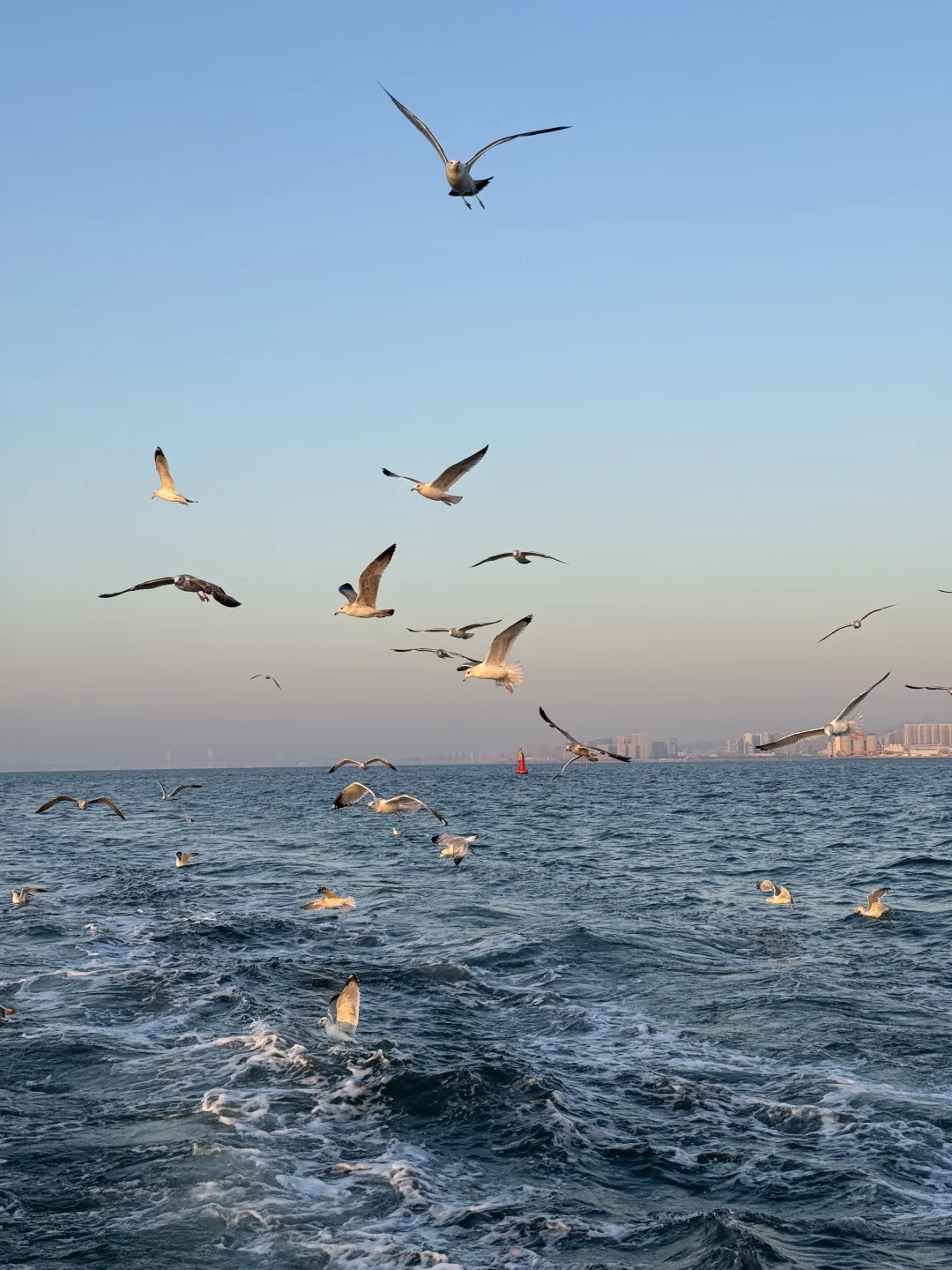 青岛轮渡⛴️与陆地失联的三十分钟