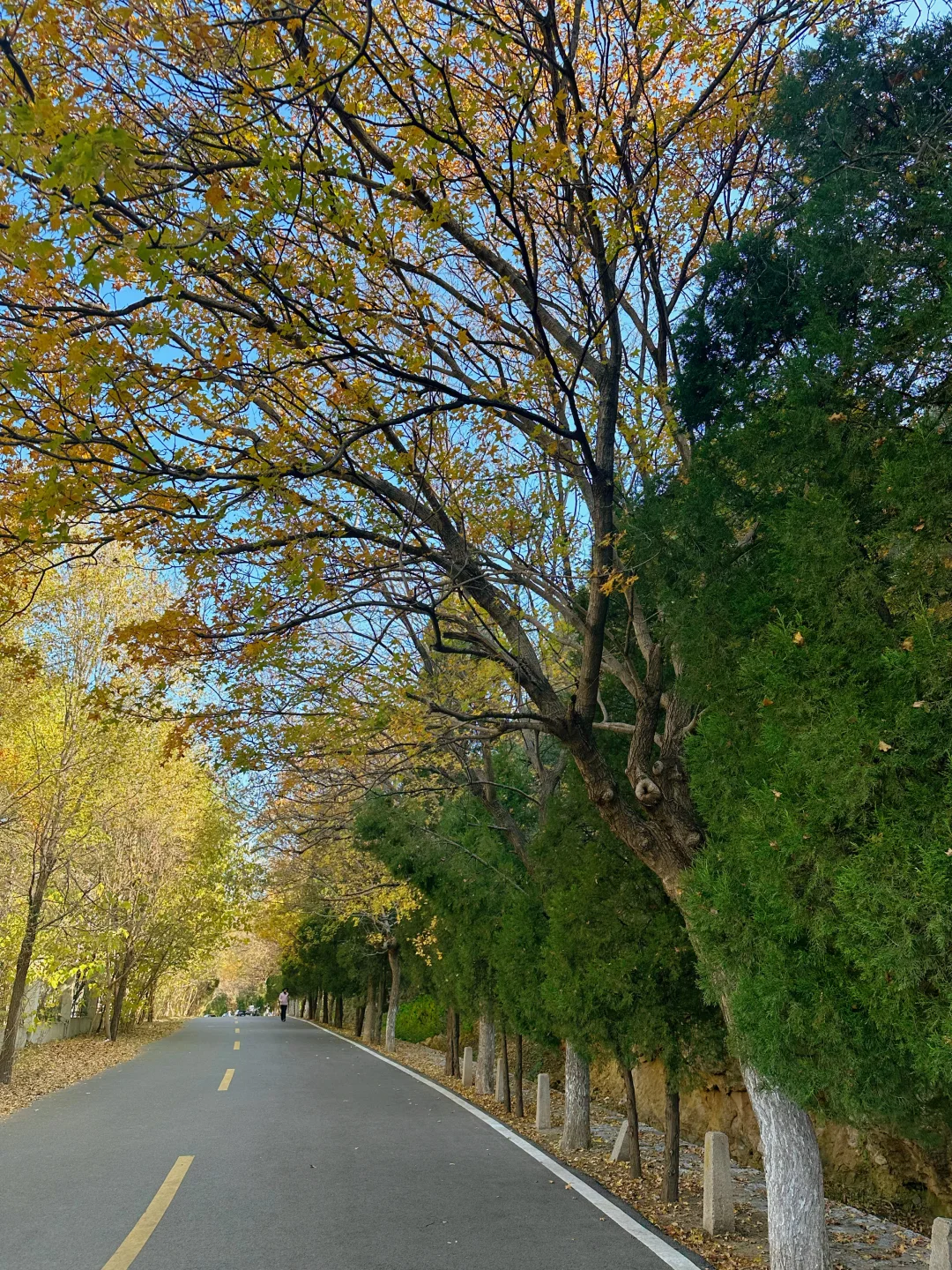 千佛山西路的晚秋🍂