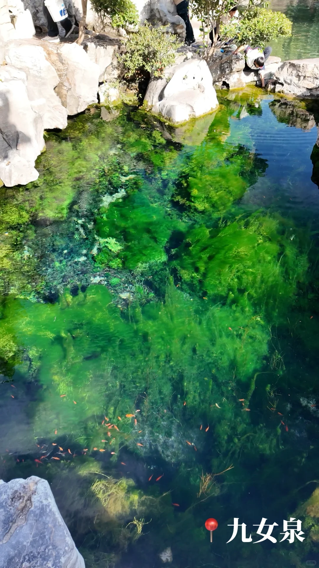 🍂济南的秋天｜泉城1天半随意citywalk