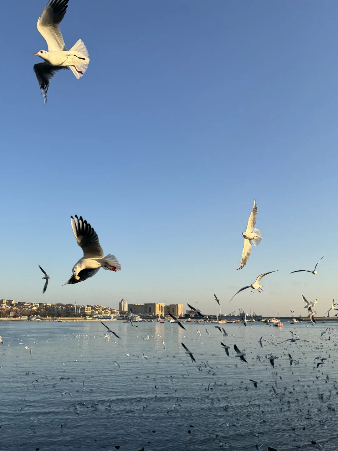 秋冬不露腿穿搭合集🌊青岛好美～下次还来！