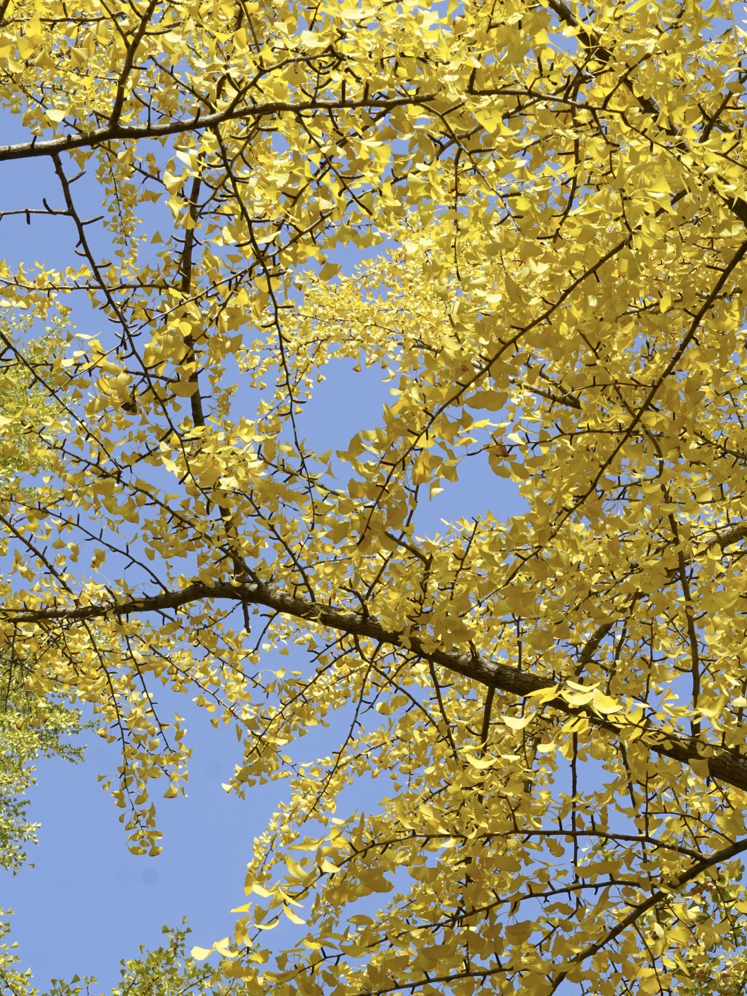 老舍没骗人秋天请到济南来看看吧