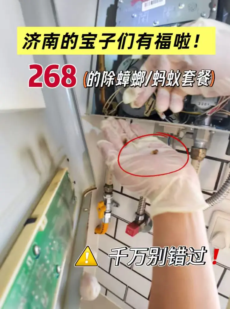 268的除虫套餐，千万别错过！（仅限济南）