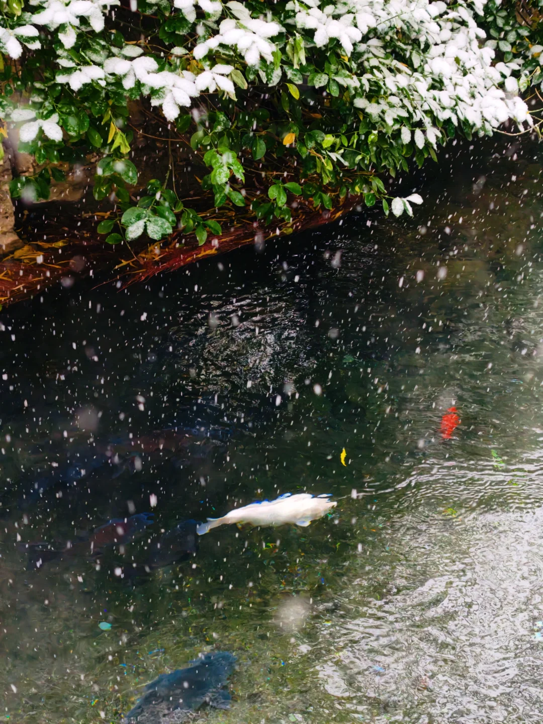 雪中趵突泉，美疯了