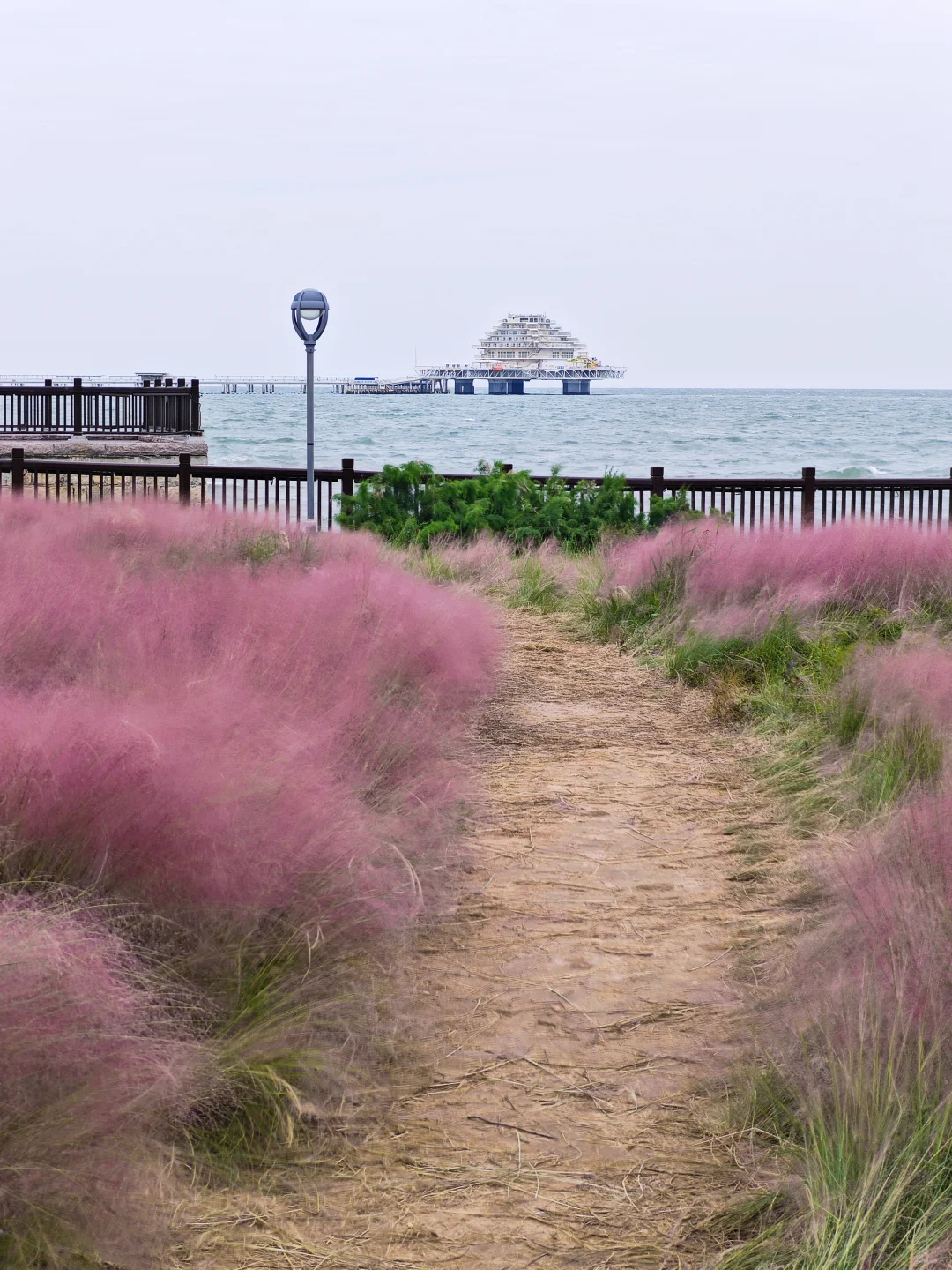 烟台粉黛子好美！