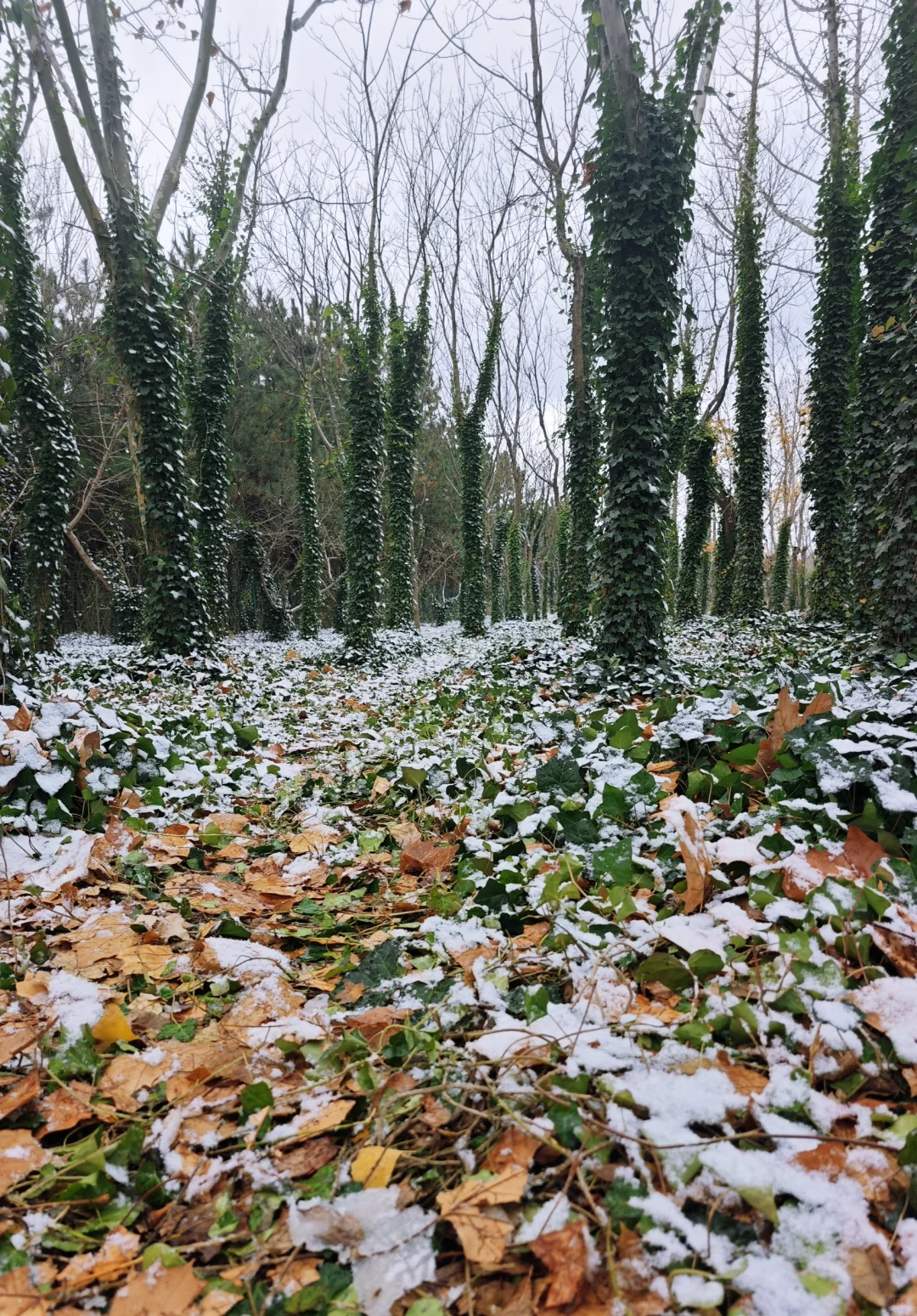 是银装素裹的烟台！