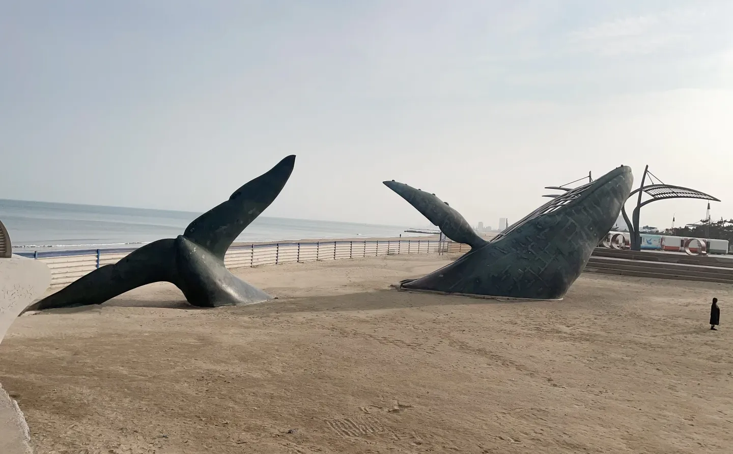 🌅当52赫兹的鲸遇见烟台的晨曦