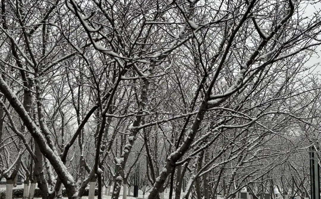 烟台12.20-12.31雪况更新！月底之前无雪！