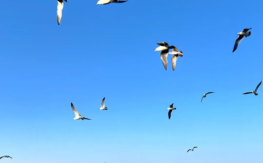 烟台你太美了！冬天的海边🥳