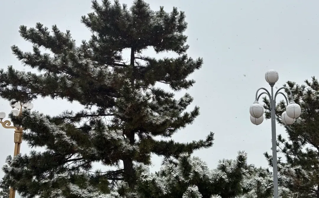 12月底之前烟台大雪基本无望了 奔一月去了