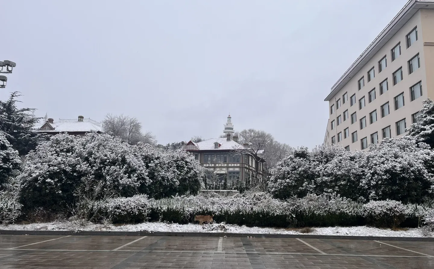 12.13烟台下雪了❄️