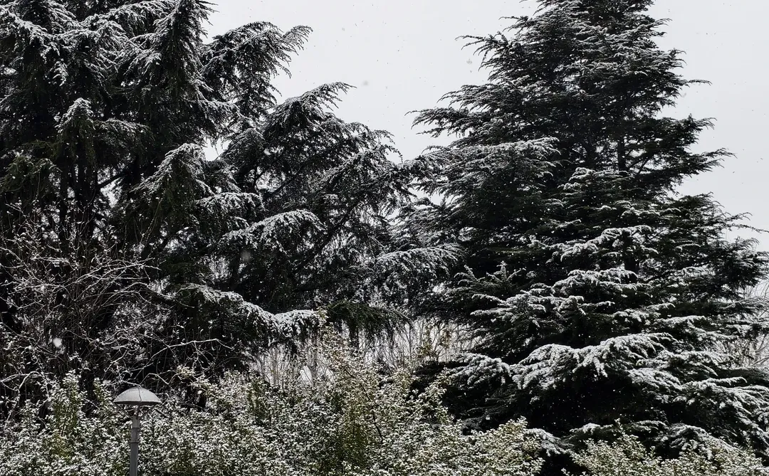 来看，今日烟台雪景实况❄️