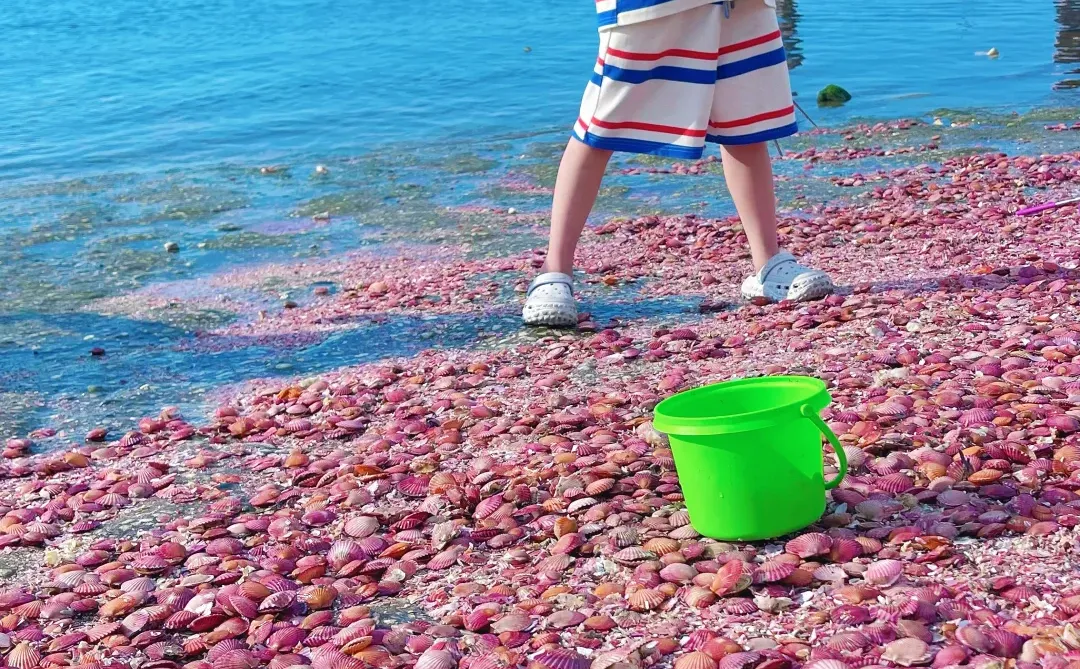 烟台养马岛真的有粉色贝壳滩哦，还是活的呢