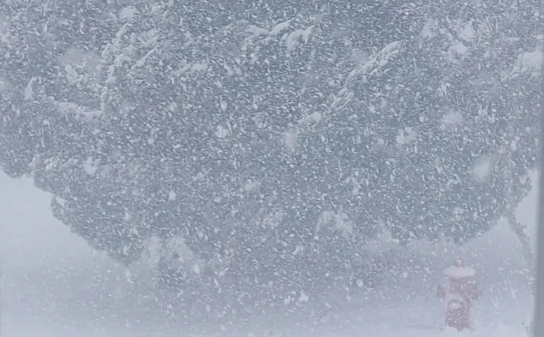 都快不认识雪这个字了 | 烟台雪报1