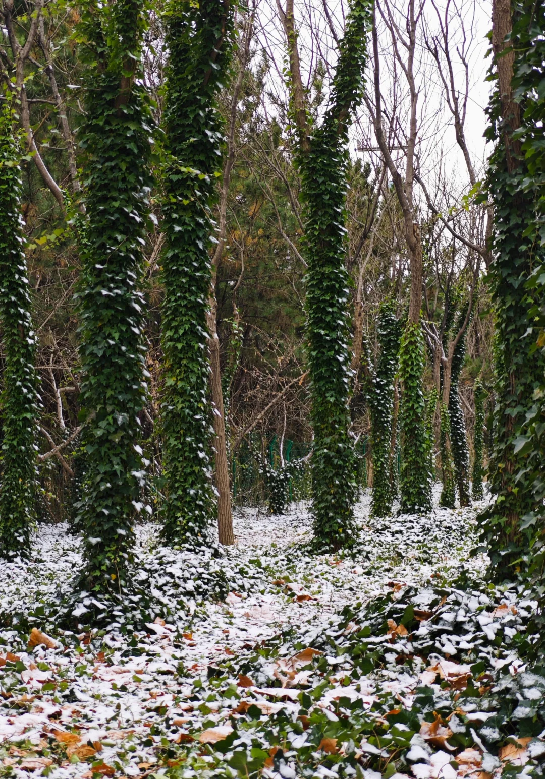 是银装素裹的烟台！