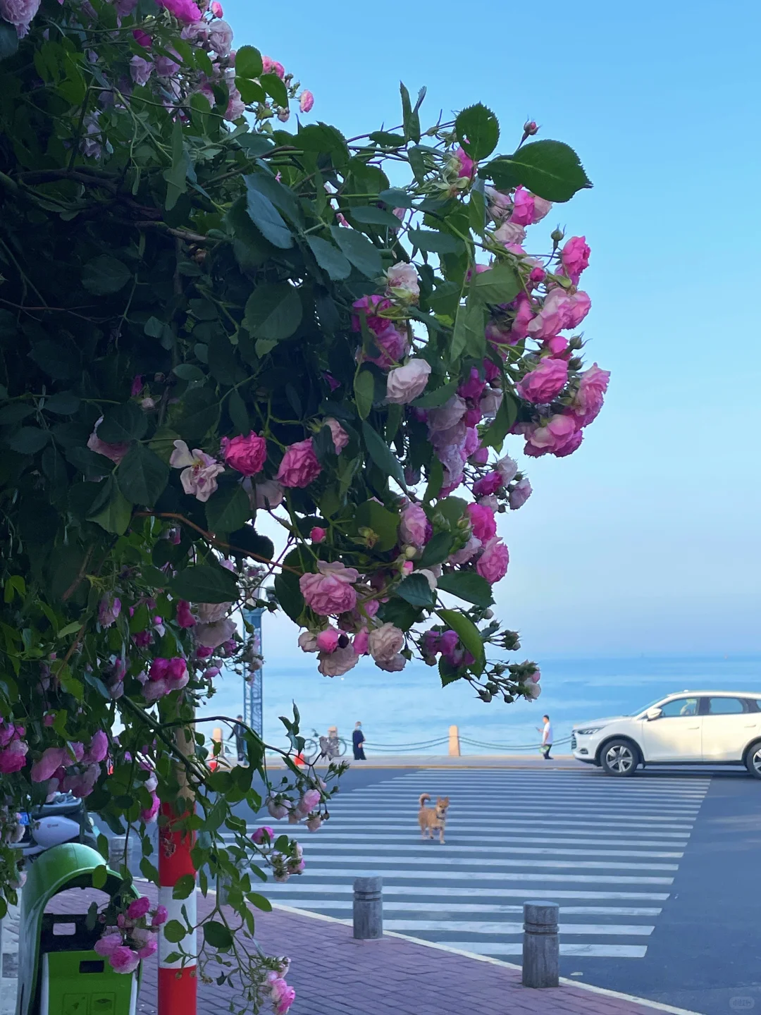 已经开始怀念烟台的夏天了