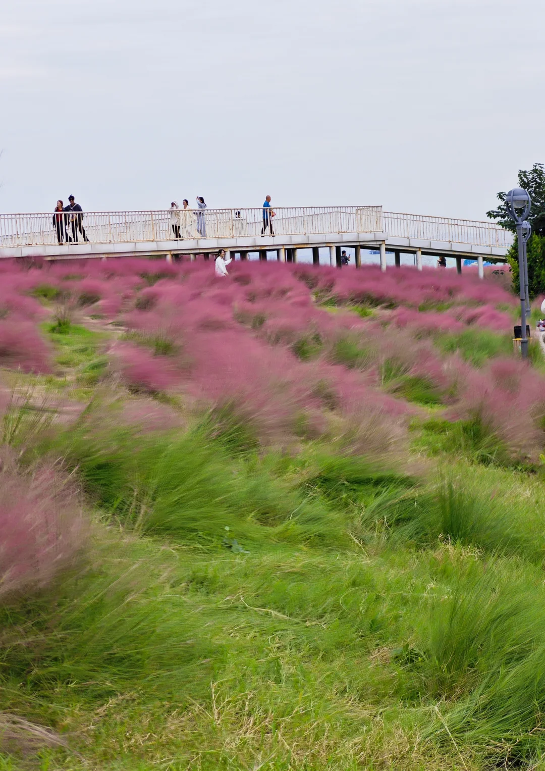 烟台粉黛子好美！
