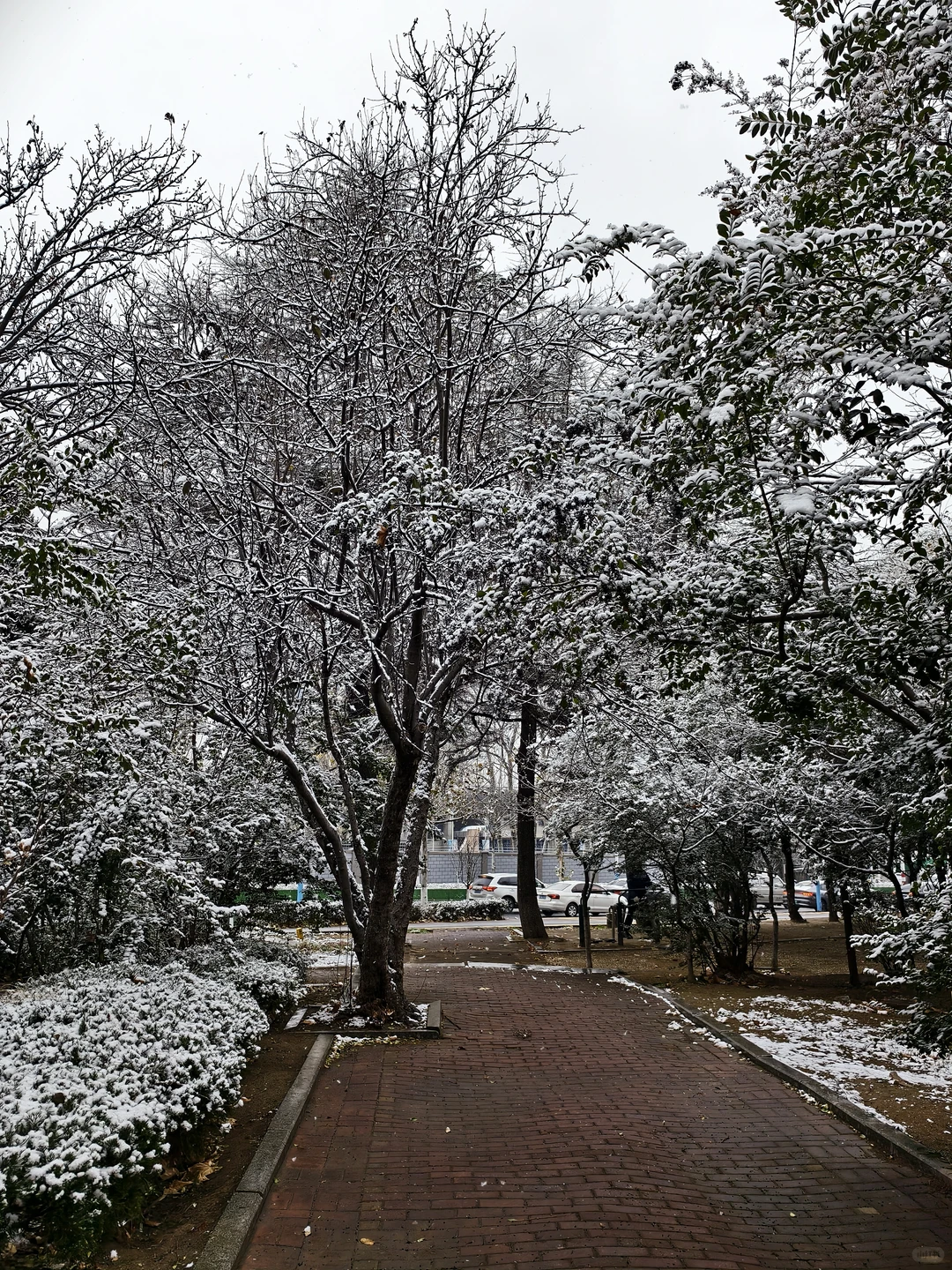 来看，今日烟台雪景实况❄️