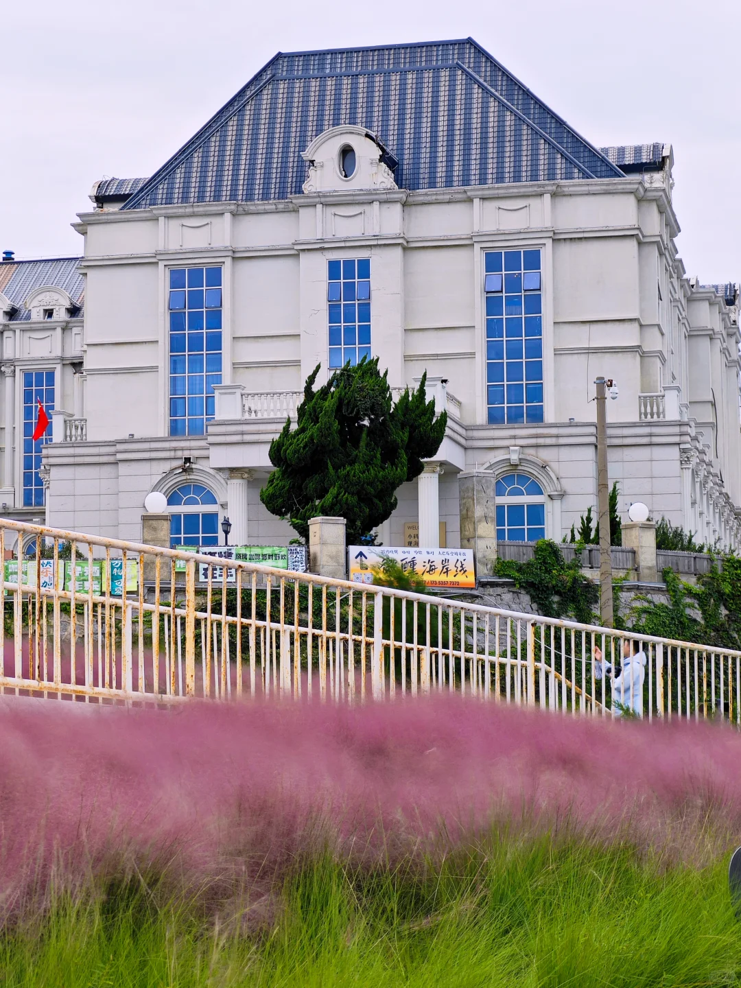 烟台粉黛子好美！