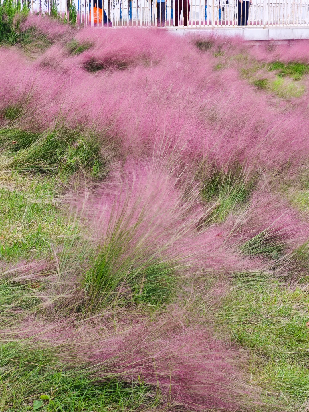 烟台粉黛子好美！
