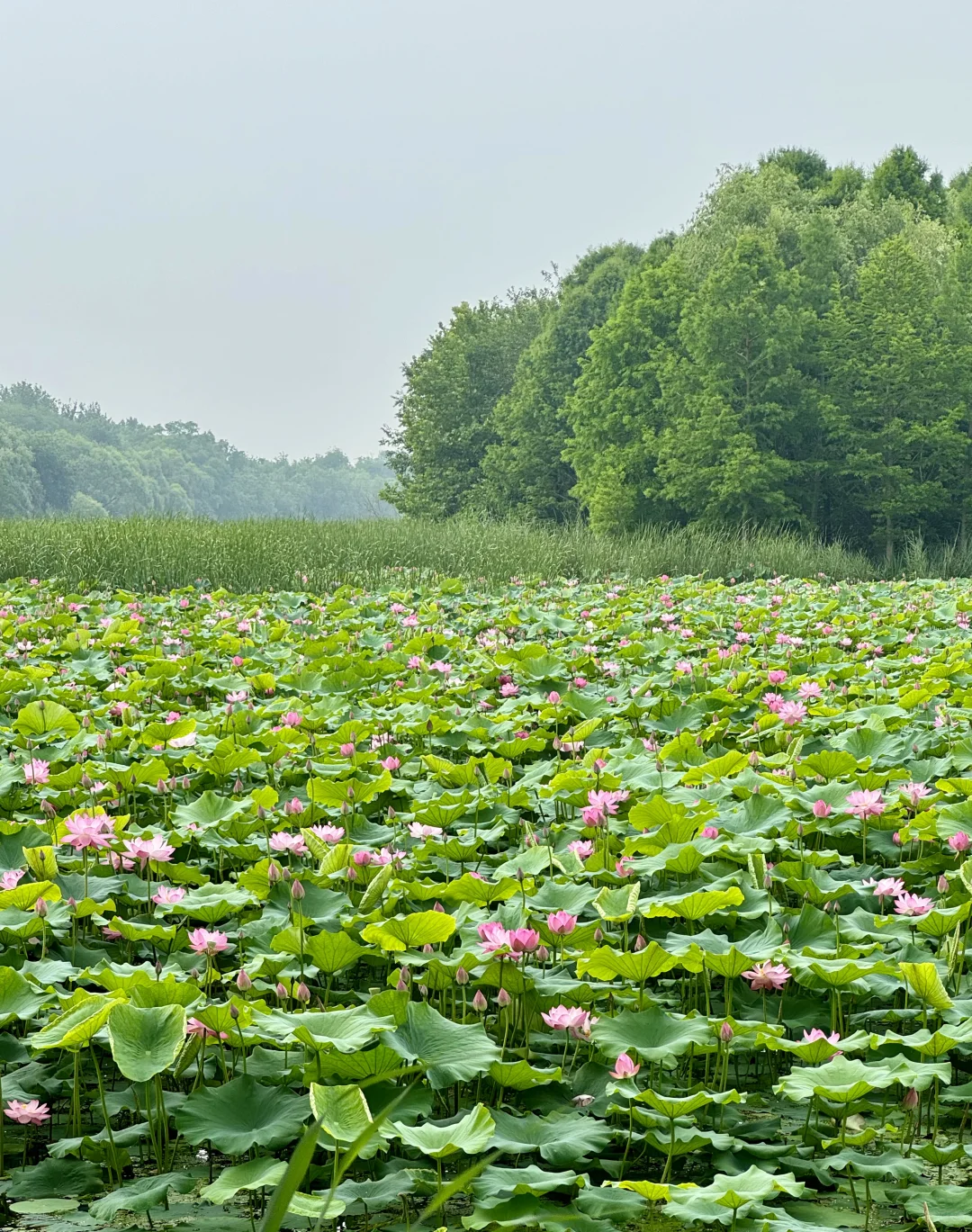 烟台明明挺美的 为什么我拍不出来