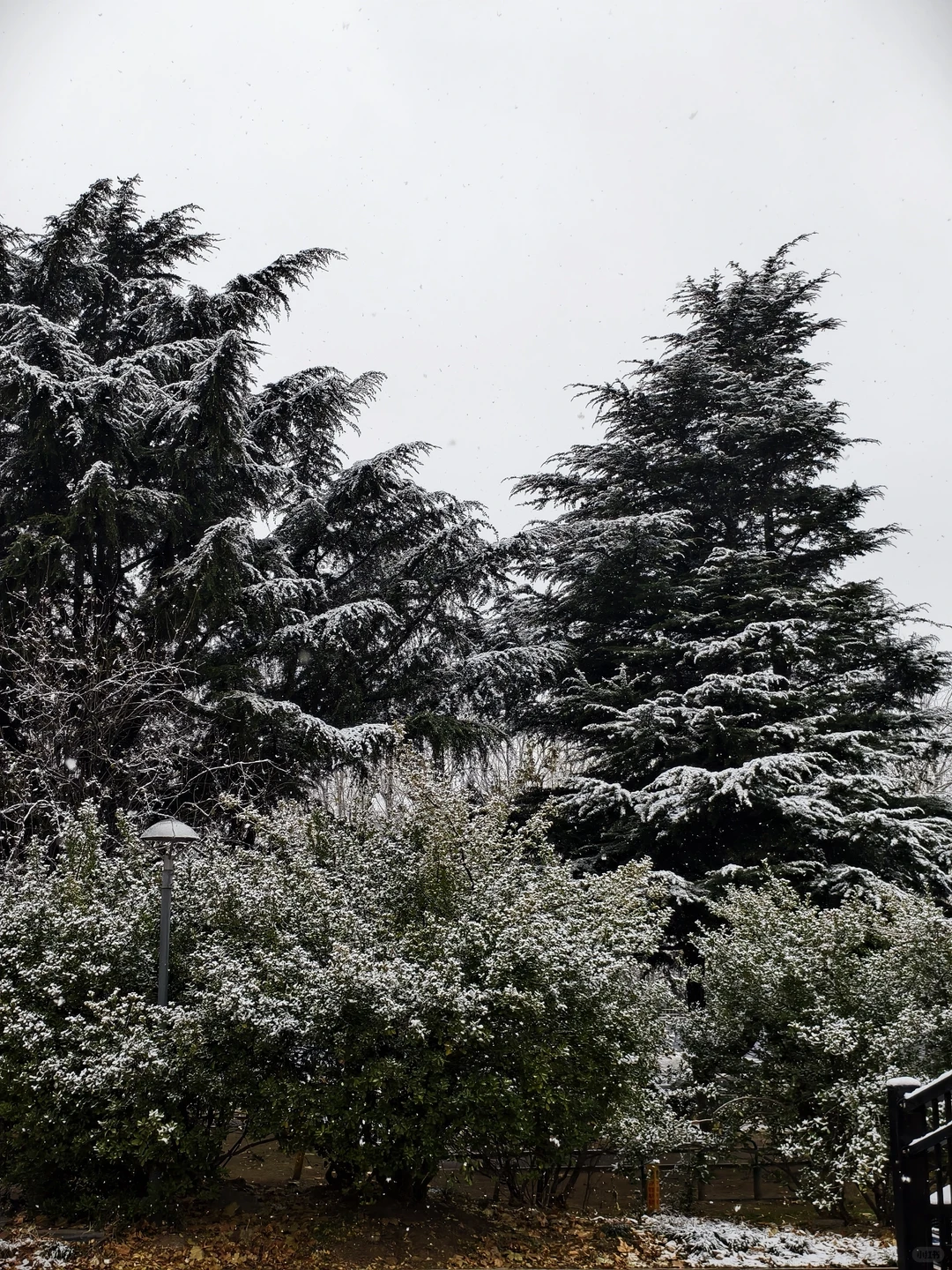 来看，今日烟台雪景实况❄️
