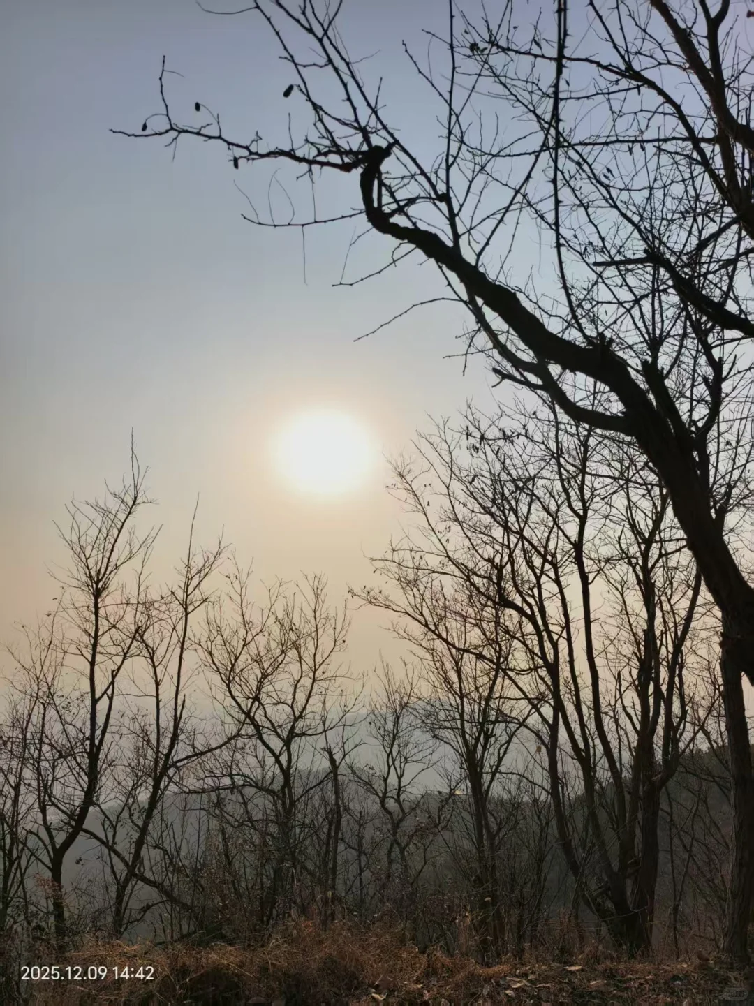 烟台蓁山 | 拿下这根木头🪵