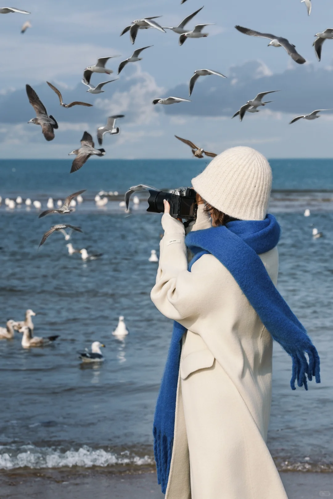 烟台 海鸥如约而至