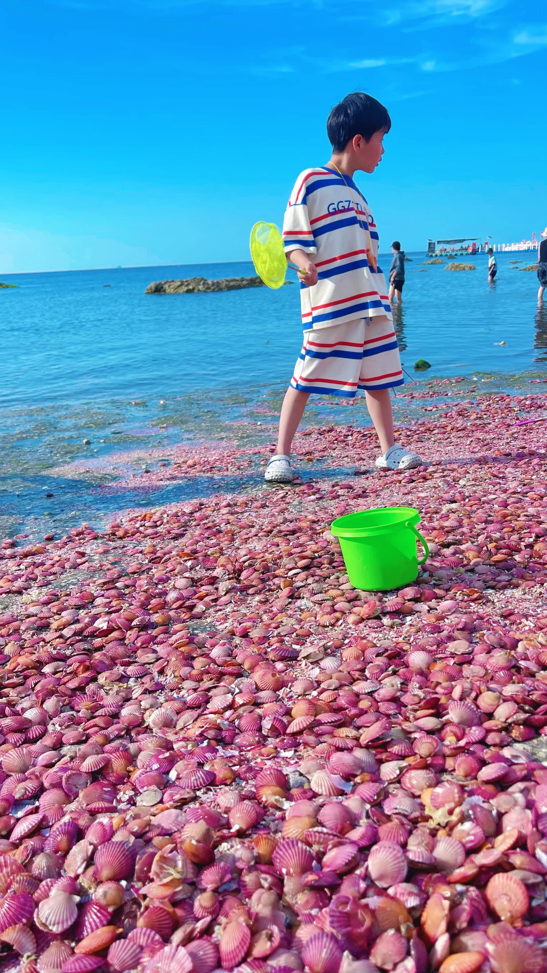 烟台养马岛真的有粉色贝壳滩哦，还是活的呢