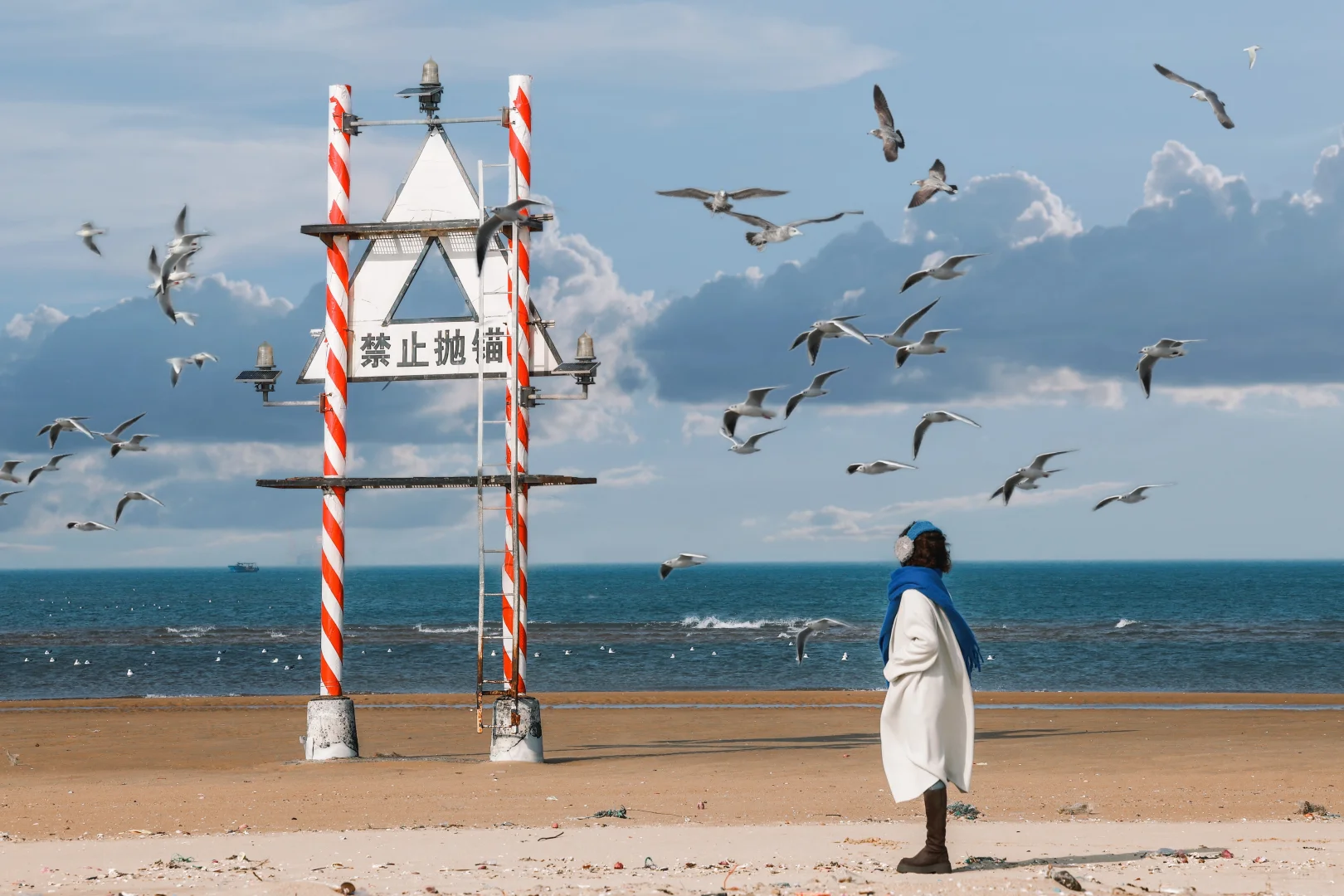 烟台 海鸥如约而至