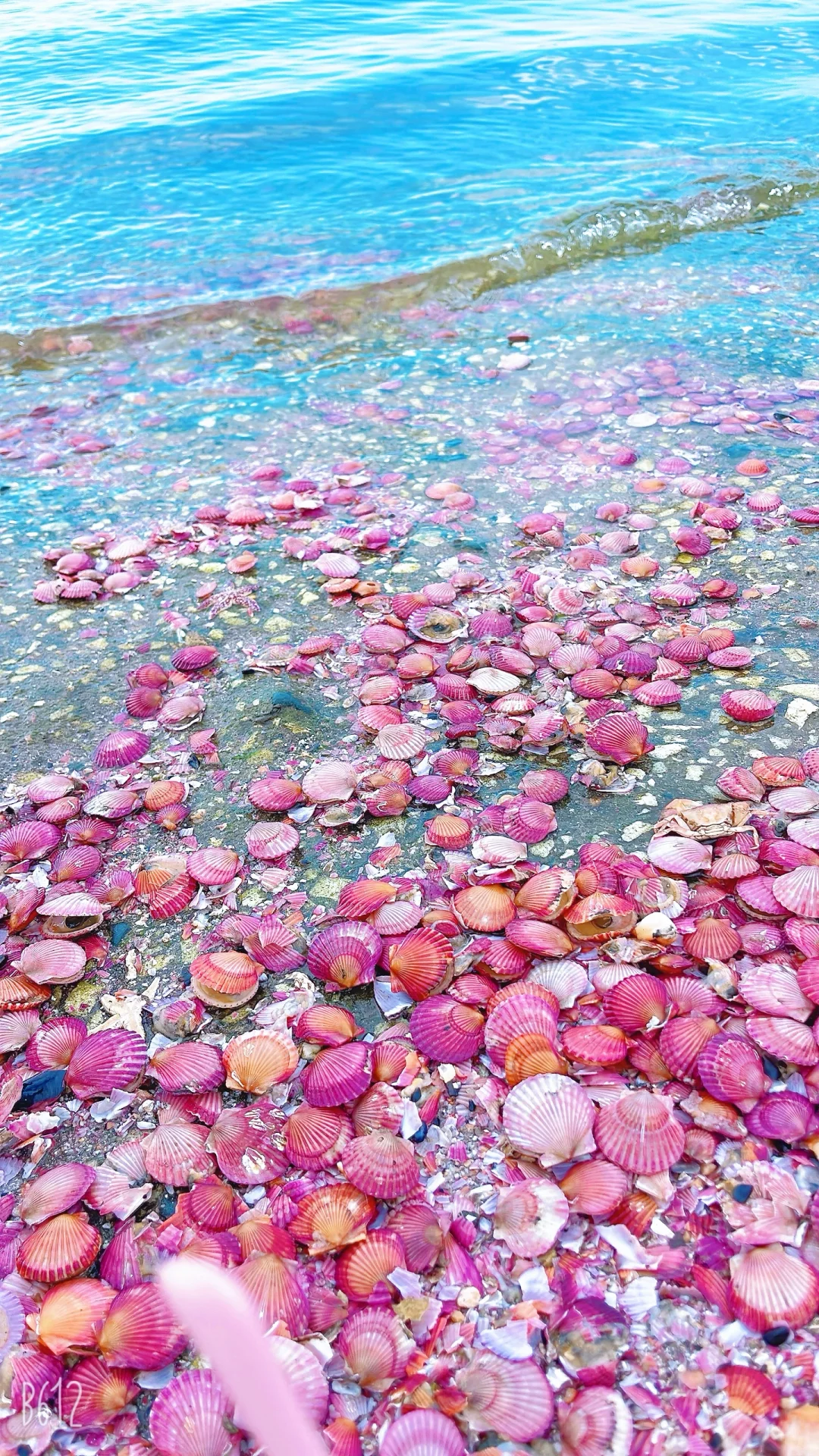 烟台养马岛真的有粉色贝壳滩哦，还是活的呢