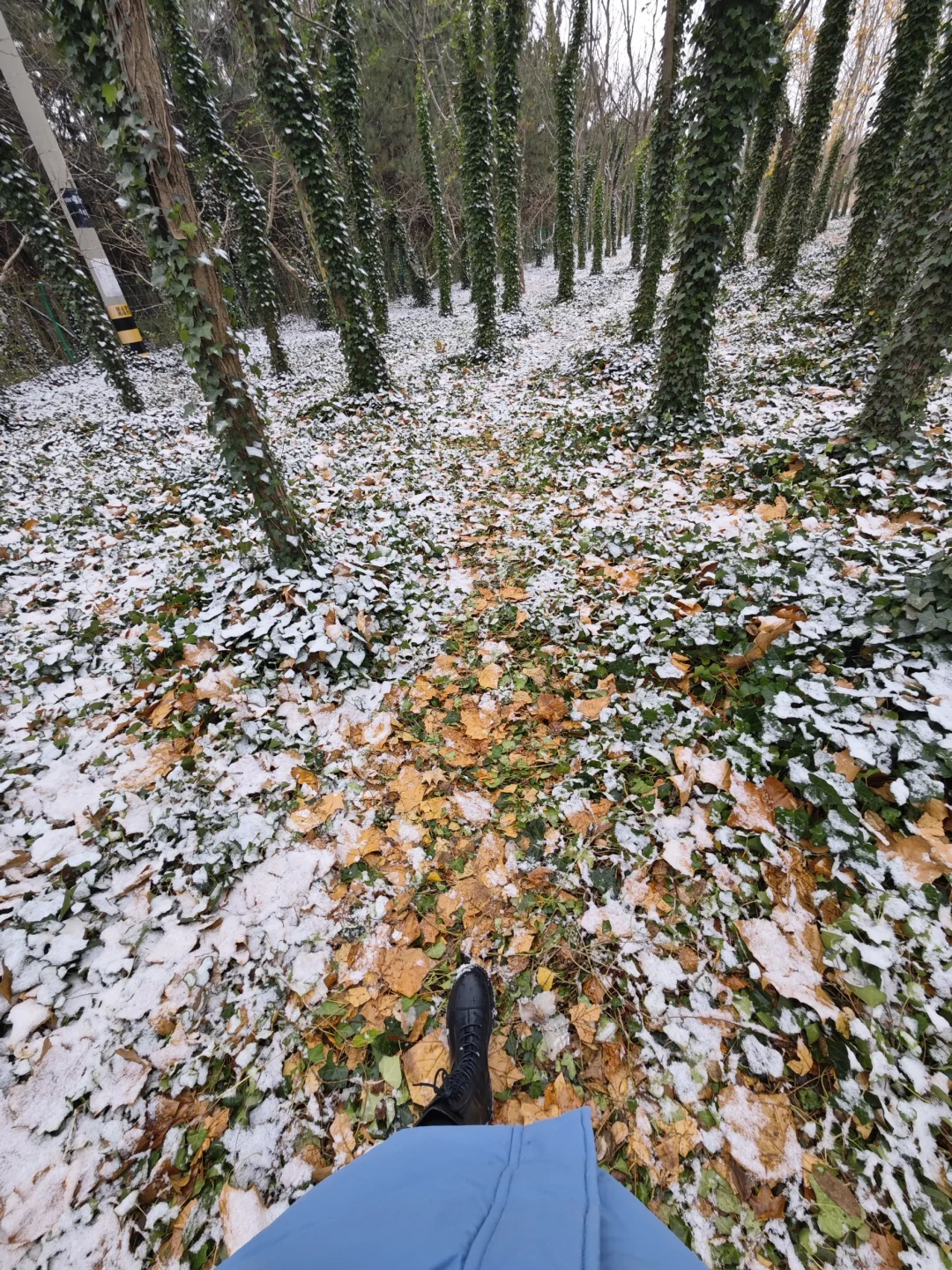 是银装素裹的烟台！