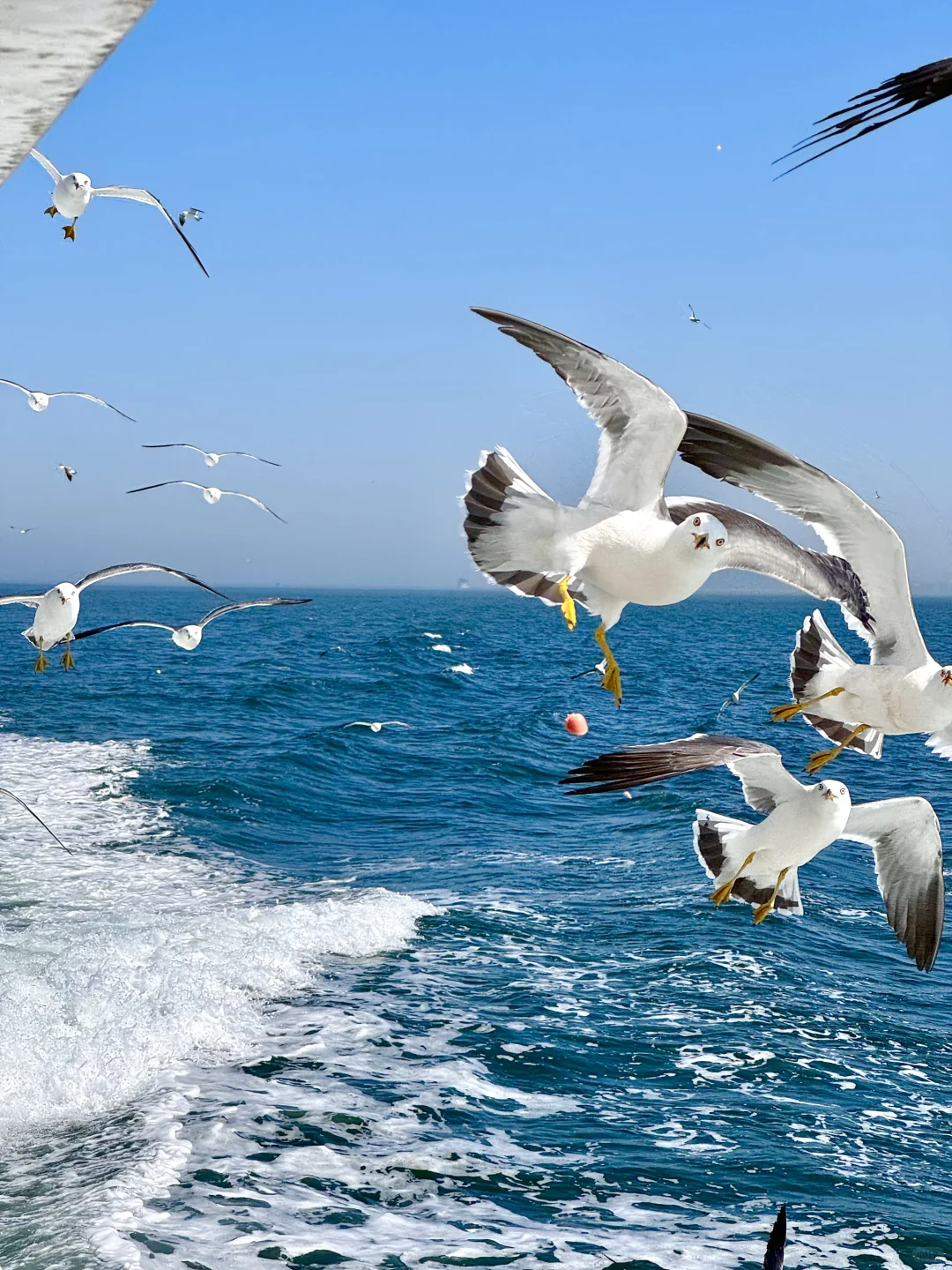 烟台明明挺美的 为什么我拍不出来