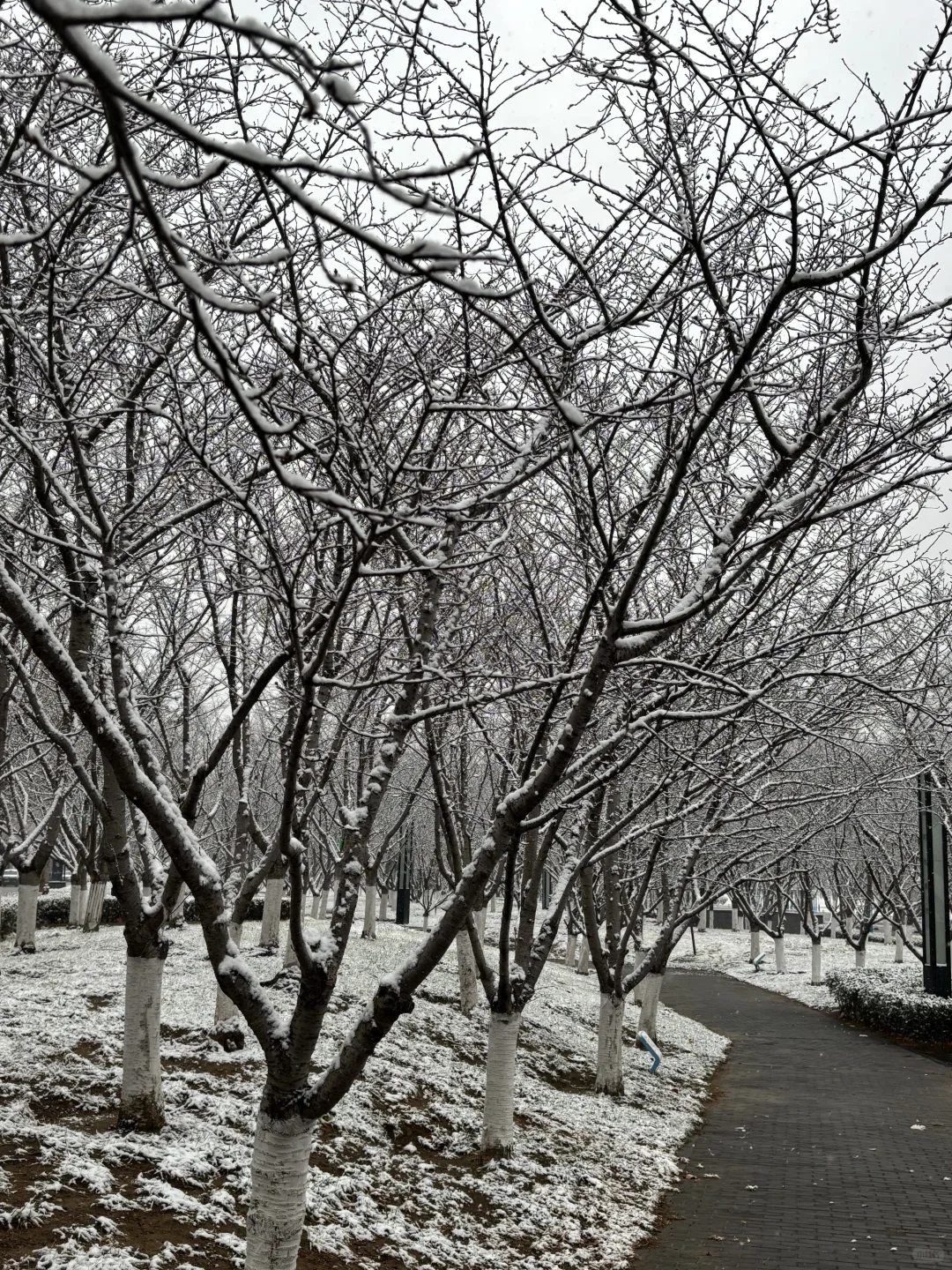 烟台12.20-12.31雪况更新！月底之前无雪！