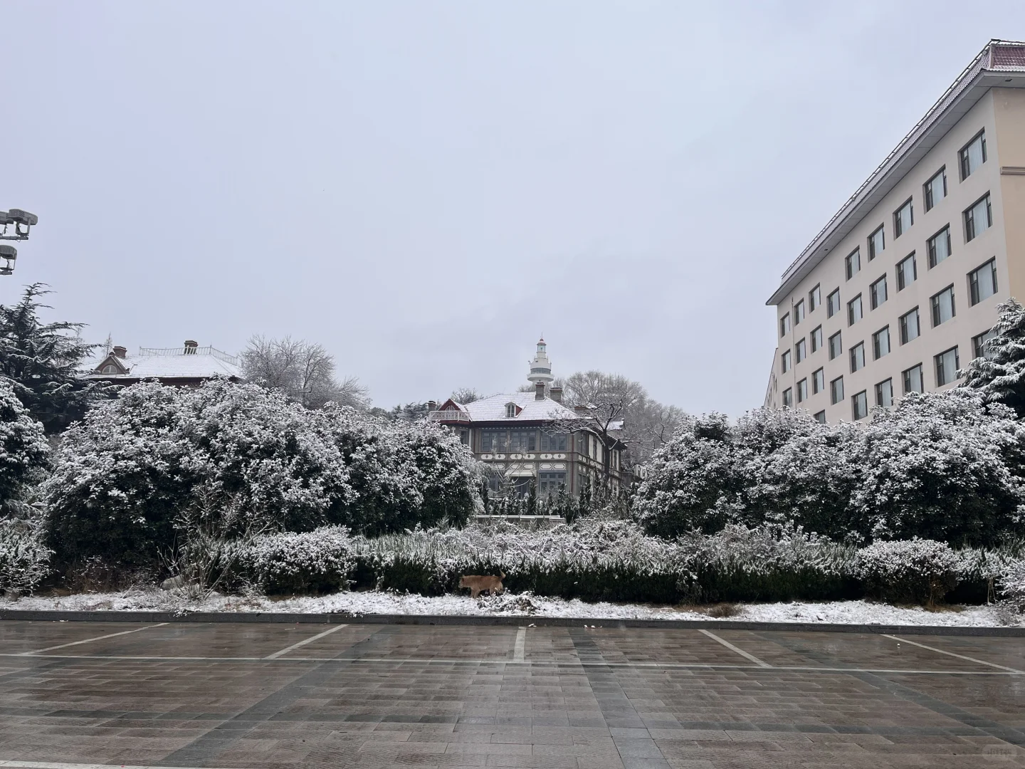 12.13烟台下雪了❄️