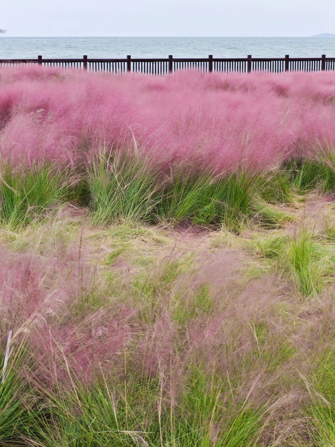 烟台粉黛子好美！