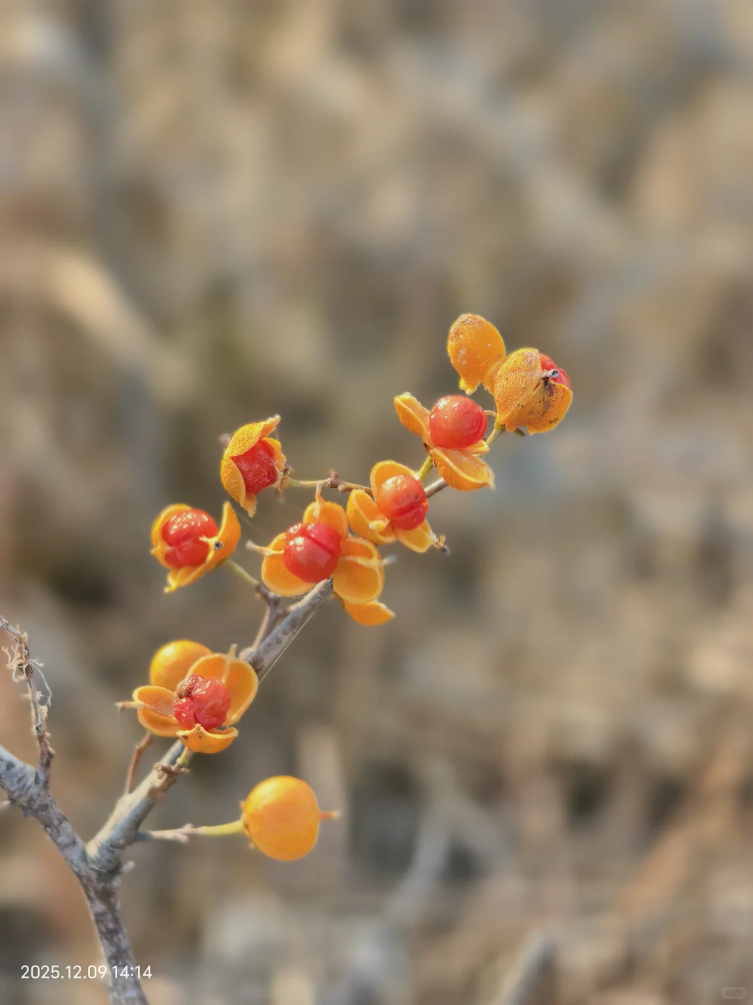 烟台蓁山 | 拿下这根木头🪵