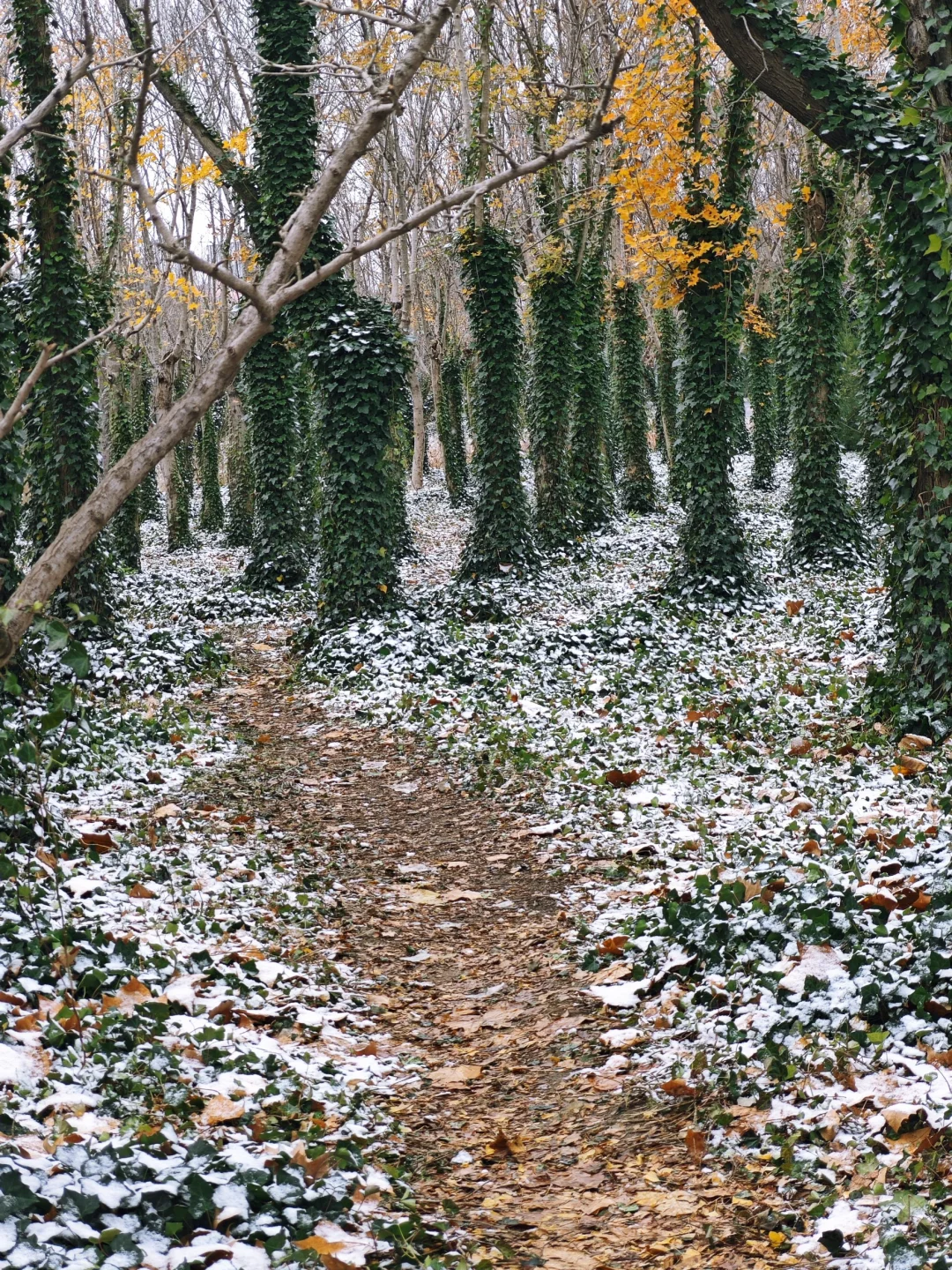 是银装素裹的烟台！