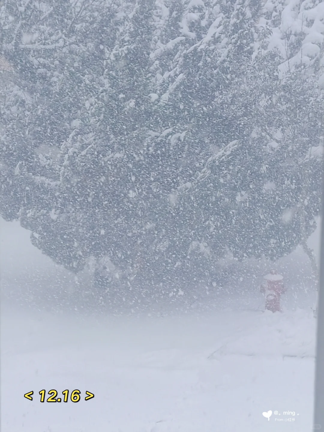 都快不认识雪这个字了 | 烟台雪报1