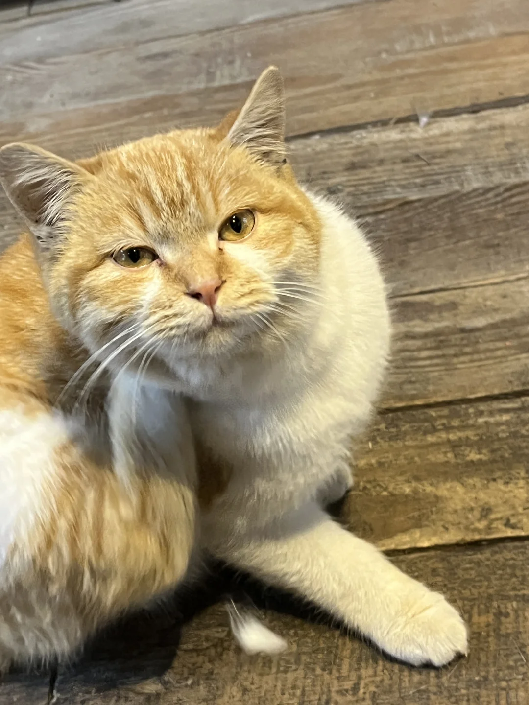 烟台圣诞氛围up🎄🌟