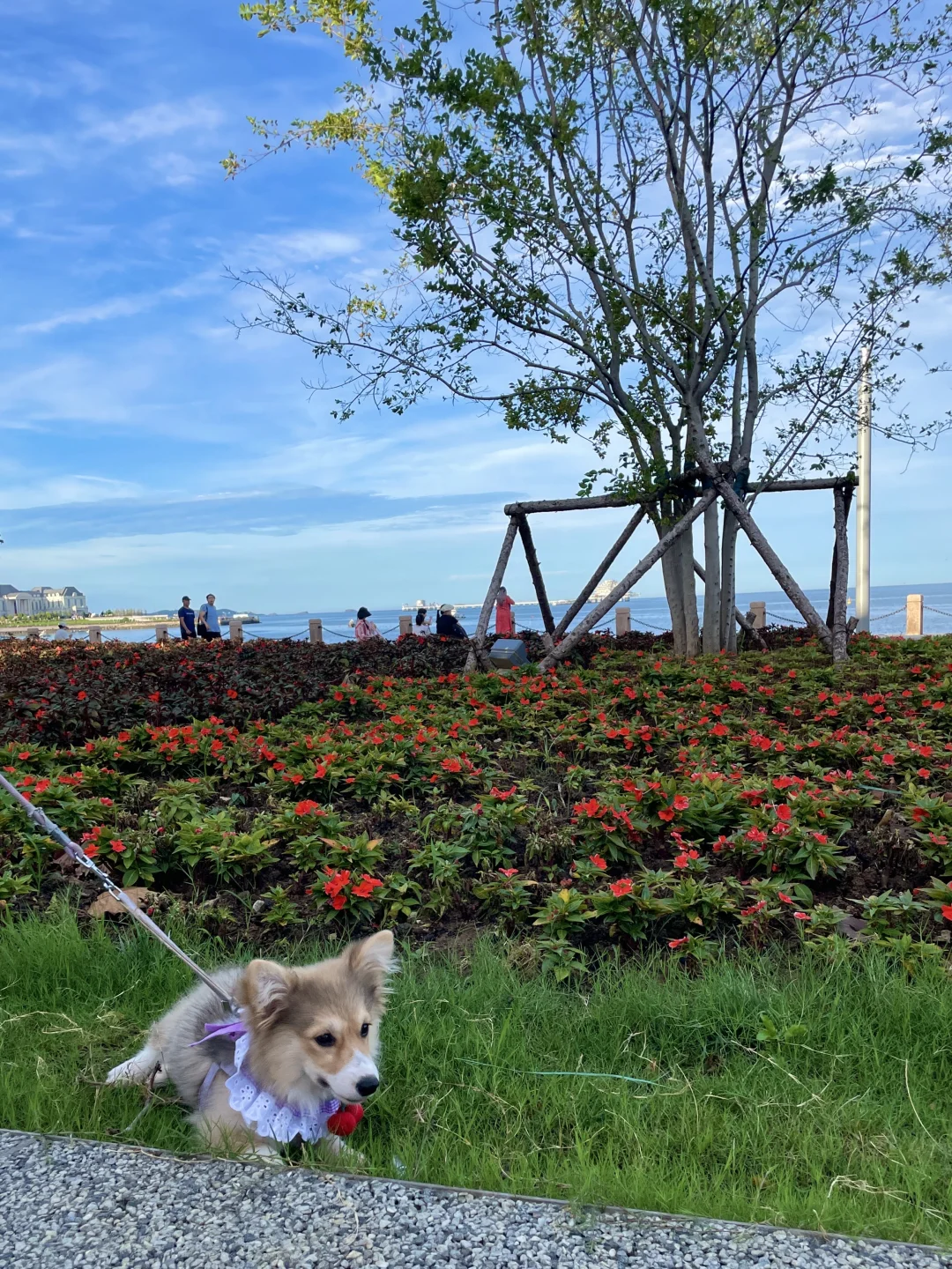 已经开始怀念烟台的夏天了