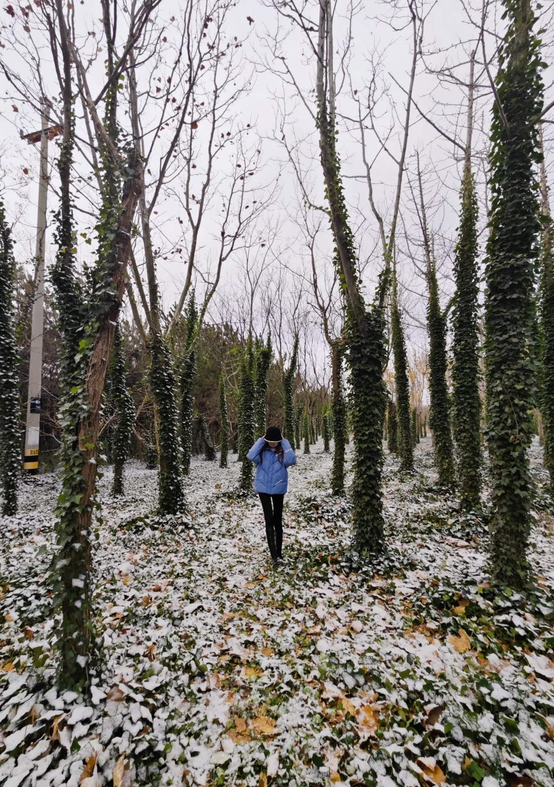 是银装素裹的烟台！