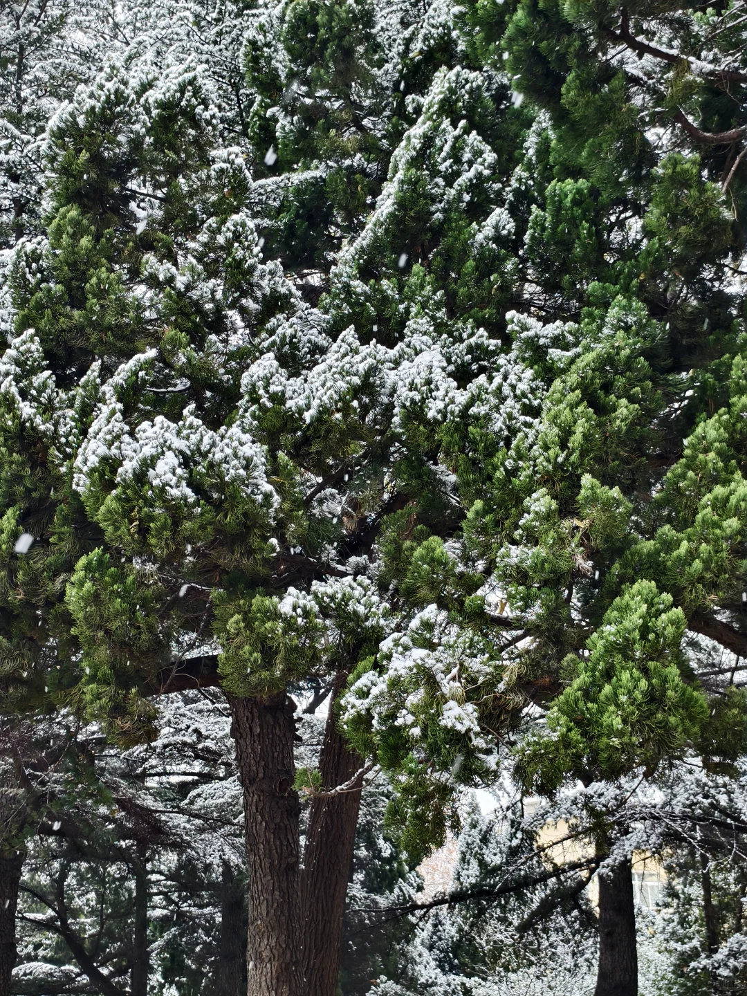来看，今日烟台雪景实况❄️