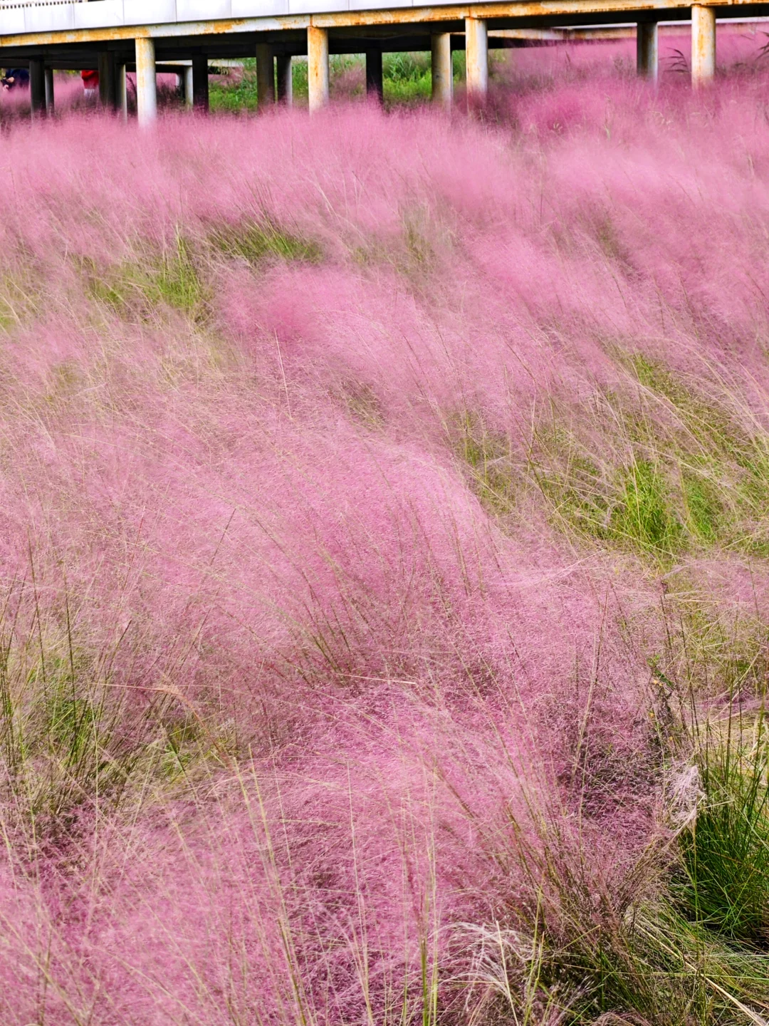 烟台粉黛子好美！