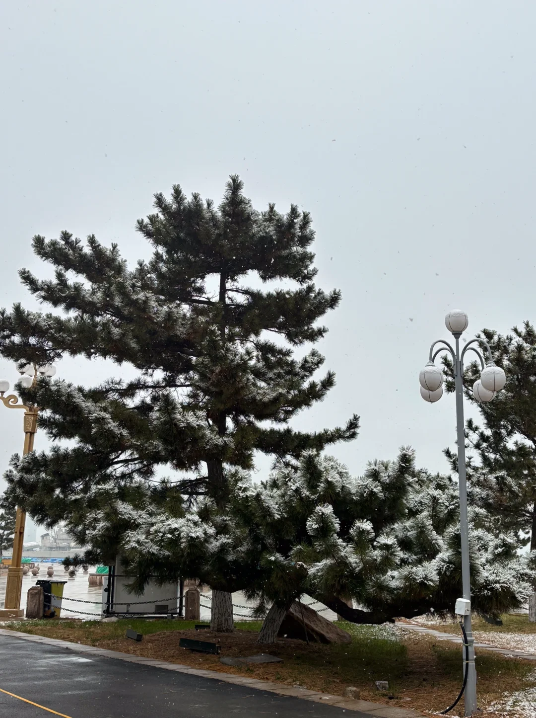 12月底之前烟台大雪基本无望了 奔一月去了