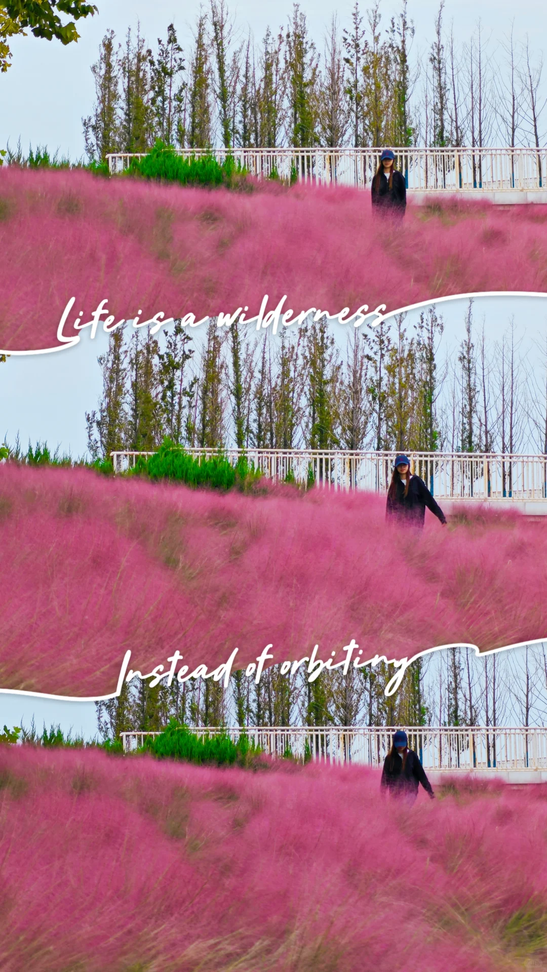 烟台粉黛子好美！