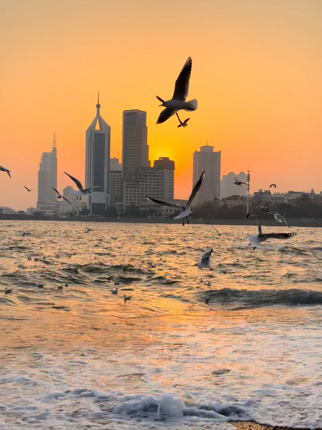 📍青岛 日落 栈桥 海鸥｜Live图实况 美炸了！