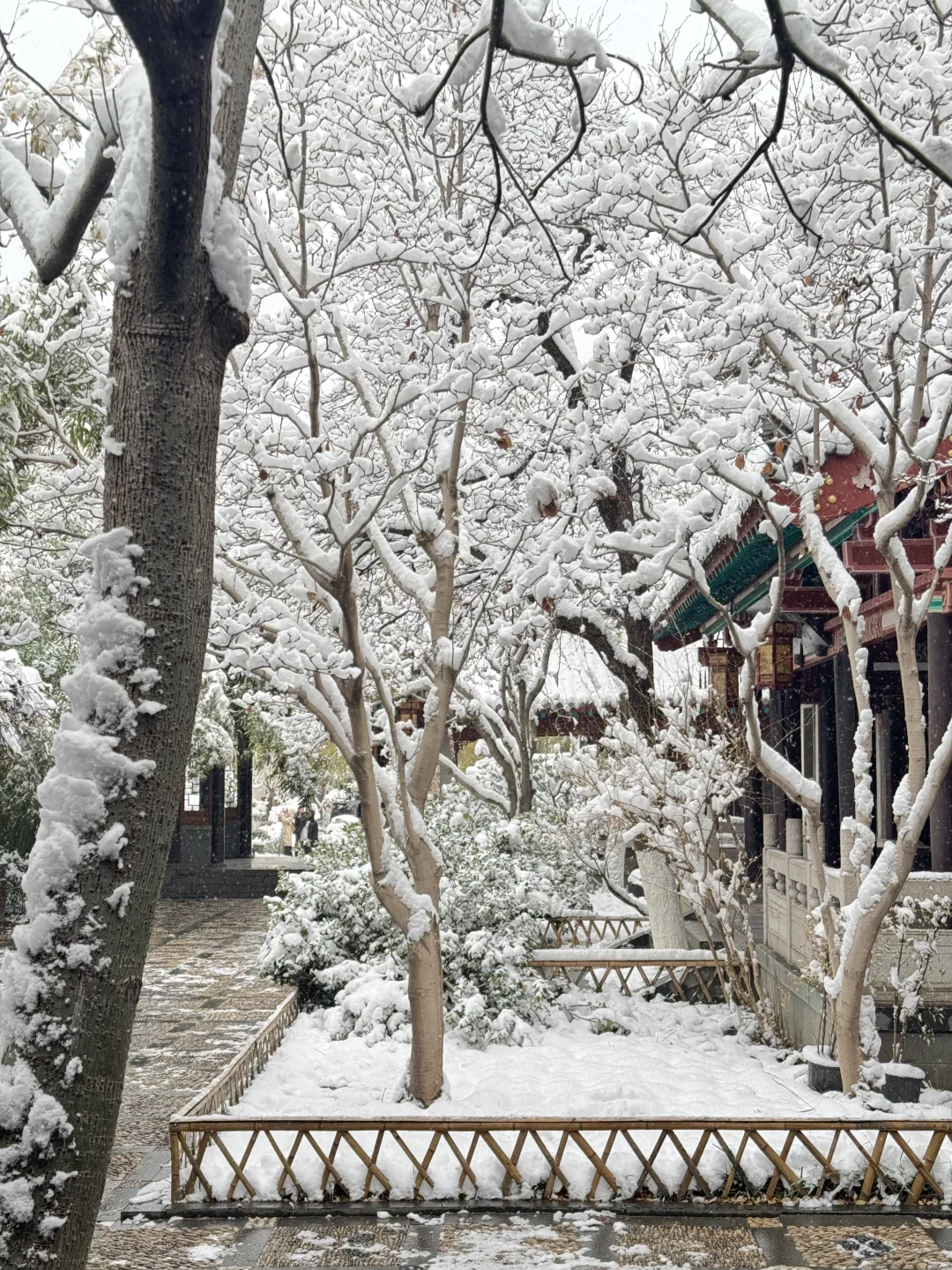 12🈷️13日，雪中的趵突泉实况live