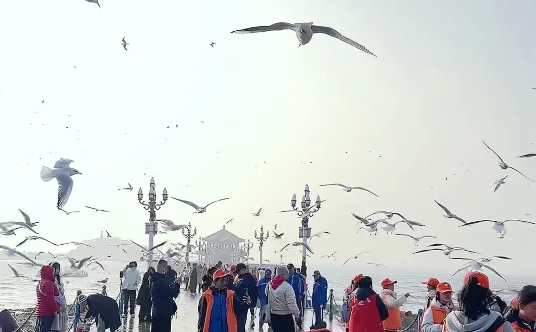 📍青岛栈桥实况❗️「海鸥季」快来拍美照📸